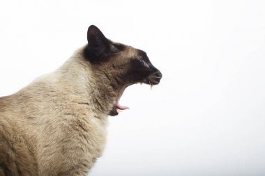 Beyaz bir arka plan üzerine açık çene ile kedi