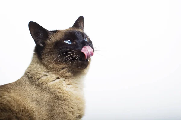 Die Katze Streckte Die Zunge Heraus — Stockfoto