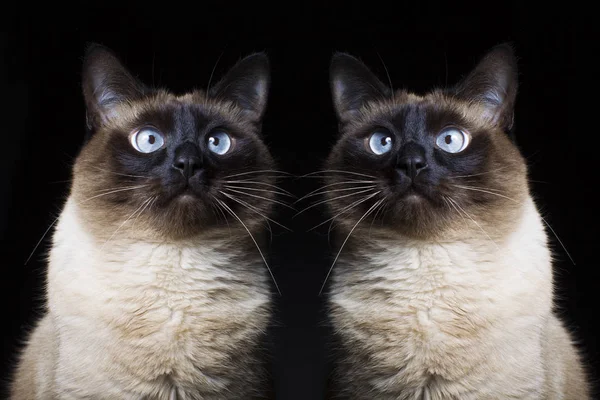 Due Gatti Siamesi Sfondo Nero — Foto Stock