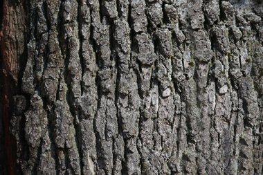 Ağaç kabuğunun dokusu