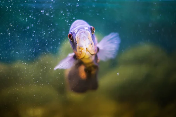 Fische Der Klasse Percid Astronotus Blue Aquarium — Stockfoto