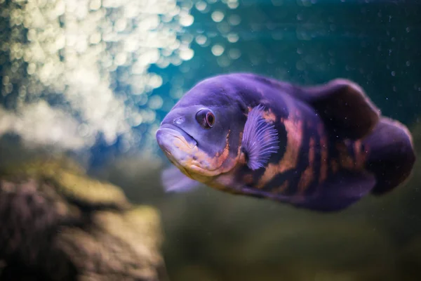 Рыбы Класса Percid Astronotus Blue Аквариуме — стоковое фото