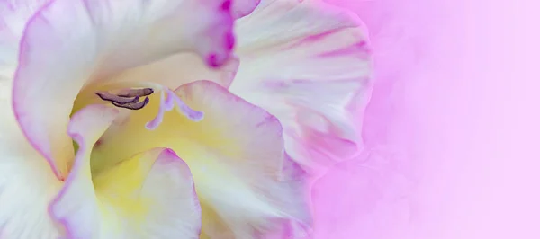 Delicate flower banner on a pink background. Gladiolus close-up with empty place for text.
