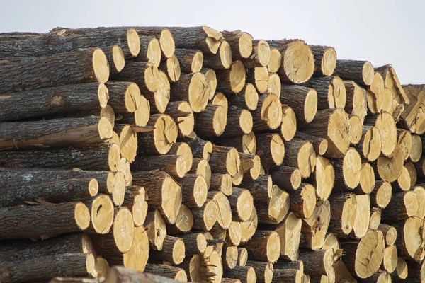 Veel Gekapte Bomen Logs Een Houtbewerkingsfabriek — Stockfoto