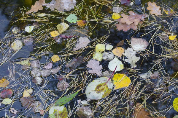 Podzimní Pozadí Padlé Žluté Listy Vodě Zblízka — Stock fotografie