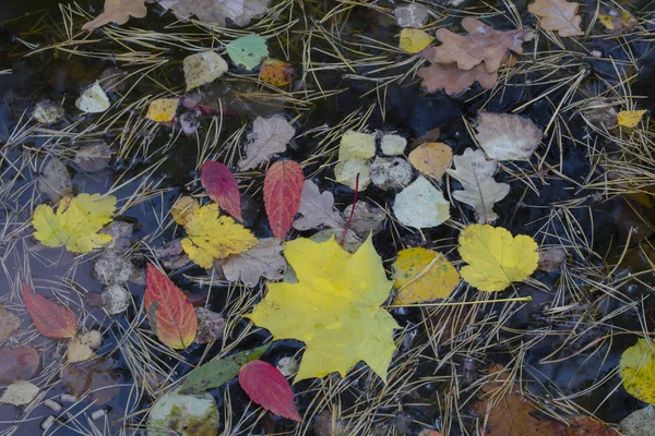 Herbsthintergrund Herabgefallene Gelbe Blätter Wasser Aus Nächster Nähe — Stockfoto