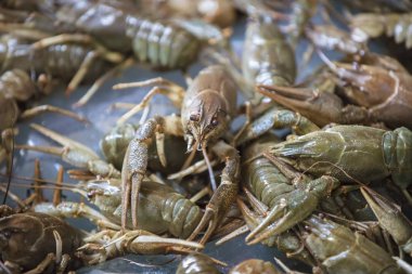 Diğer kerevitlerin arka planında kabuklu deniz hayvanı var