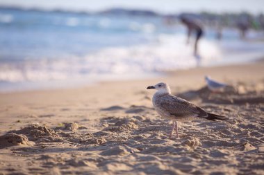 Kum denizi ve bir martı. Bir martı okyanus sahilinde yürür. Yaz tatili.