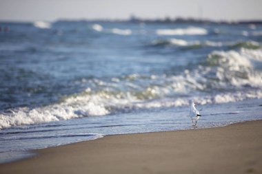 Dalgalı deniz kıyısı ve bir martı. Plaj