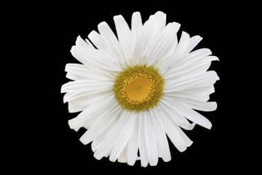 Siyah arkaplanda papatya çiçeği.