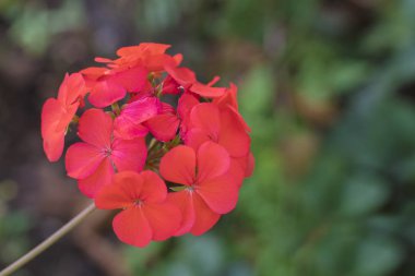 Yeşil arka planda kırmızı sardunya yakın plan.