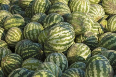 Arka planda çok sayıda farklı boyutlarda karpuz var.