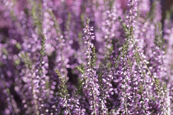 Background lavender close up. Purple flowers texture