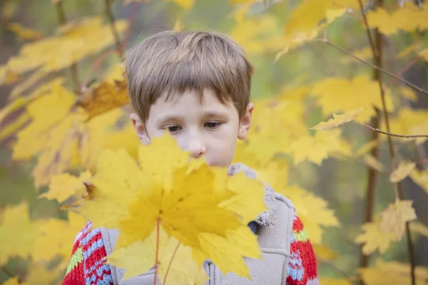 Bambino Guarda Foglia Autunnale Ragazzo Con Una Foglia Acero Passeggiata — Foto Stock