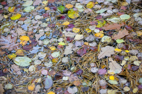 Fundo Outono Folhas Amarelas Caídas Água Textura Folha Florestal — Fotografia de Stock