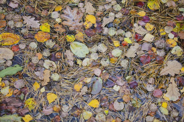 Fundo Outono Folhas Amarelas Caídas Água Textura Folha Florestal — Fotografia de Stock