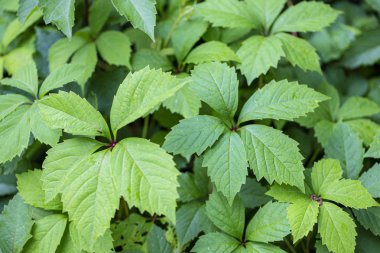 Yaban üzümünün yeşil yaprakları. Arkaplan yaprakları.