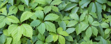 Yeşil üzüm yaprakları, yeşil üzüm yaprakları, yabani üzüm yaprakları. Arkaplan yaprakları.