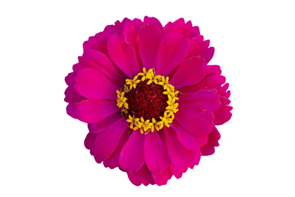 Röd Blomma Vit Bakgrund Pink Zinnia — Stockfoto