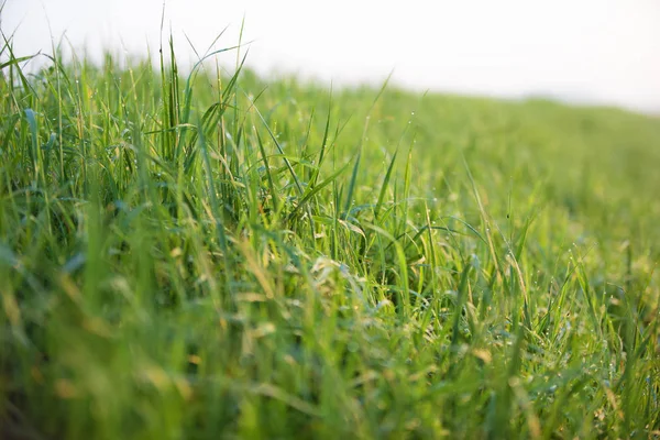 Green Grass Morning Dew — Stock Photo, Image