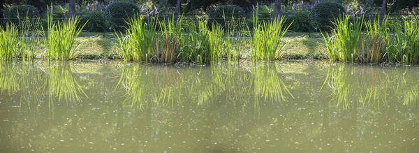 Baner Estanque Verde Con Plantas Pantano Con Junco Crecimiento — Foto de Stock