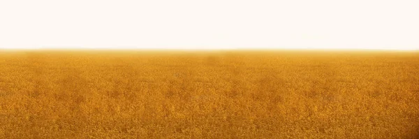 Banner Wheat Field Concept Rich Harvest — Stock Photo, Image
