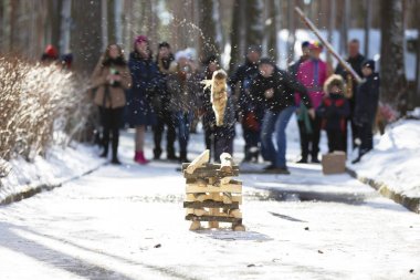 Belarus, Gomil şehri, 25 Şubat 2017. Maslenitsa Tatili. Rus kış ulusal oyunu Gorodki. Kış etnik Slav Oyunları.