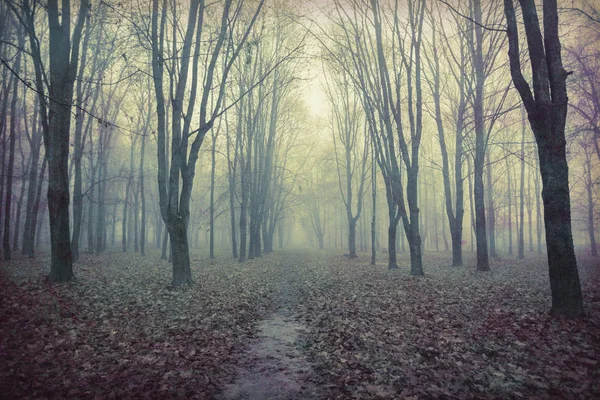 Kísérteties Táj Egy Elhagyatott Park Csupasz Fák — Stock Fotó