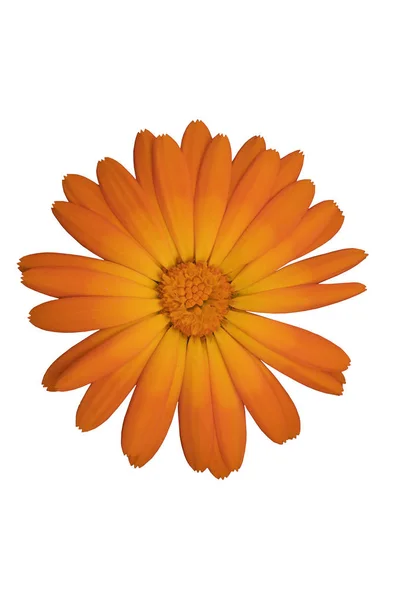 Kwiat Pomarańczy Białym Tle Zbliżenie — Zdjęcie stockowe