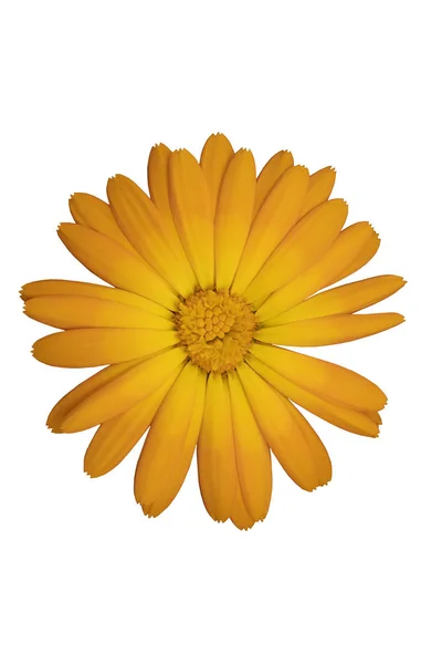 Sárga Virág Fehér Háttér Közelkép — Stock Fotó