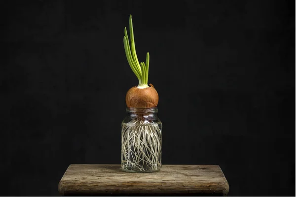 Green Onions Jar Black Background — 스톡 사진
