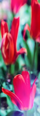 Kırmızı lalelerin dikey bayrağı.