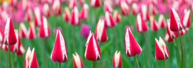 Çizgili lalelerin bayrağı. Bahçede güzel bahar çiçekleri.