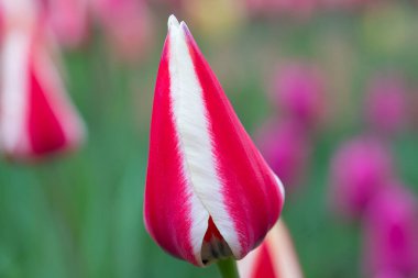 Bulanık bir arkaplanda çizgili lale. Bahçedeki güzel çiçek.