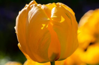 Sarı lale. Güzel bahar çiçeği, yakın plan..