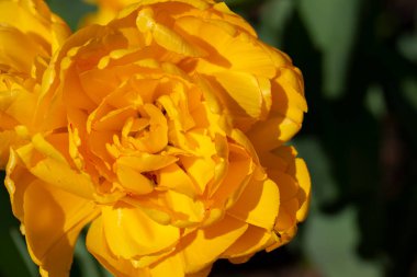 Yukarıdan sarı lale. Güzel bahar çiçekleri yakın plan.