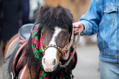 Rus şallı bir at. Midilli.