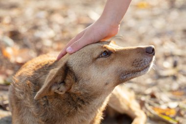 Bir el bir köpeği okşar bir melezi.