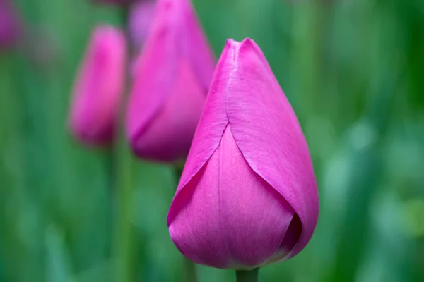 Mor Lale Çok Güzel Bir Çiçek — Stok fotoğraf
