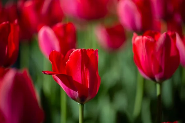 Güzel Bahar Çiçekleri Bir Sürü Kırmızı Lale — Stok fotoğraf