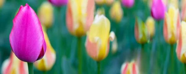 Fialový Tulipán Pozadí Zeleně Banner Květinami — Stock fotografie