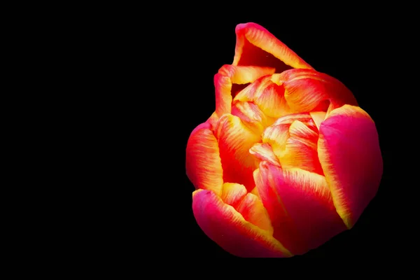 Hermoso Tulipán Naranja Sobre Fondo Negro Fondo Hermosa Flor — Foto de Stock