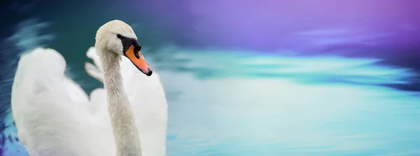 Bulanık Mavi Arka Planında Beyaz Kuğu Afişi Güzel Kuş Yüzer — Stok fotoğraf