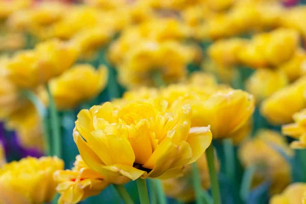 Żółte Tulipany Piękne Wiosenne Kwiaty — Zdjęcie stockowe