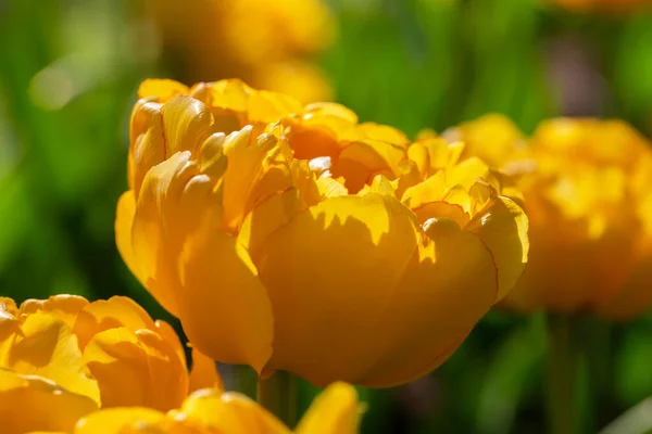 Sarı Laleler Güzel Bahar Çiçekleri Yakın Plan — Stok fotoğraf