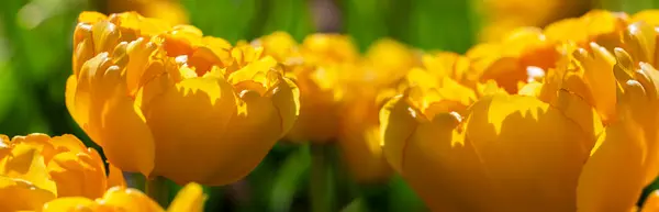 Sarı Lalelerin Bayrağı Güzel Bahar Çiçekleri — Stok fotoğraf