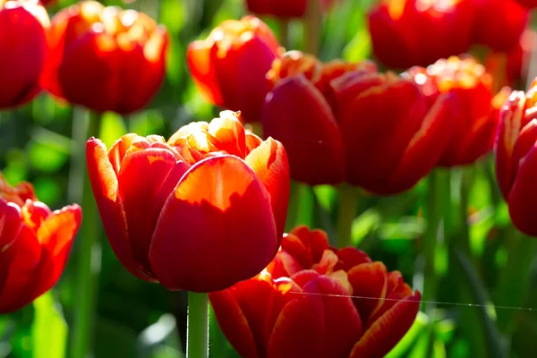 Piękne Tulipany Wiosenne Tło Jasne Czerwone Kwiaty — Zdjęcie stockowe