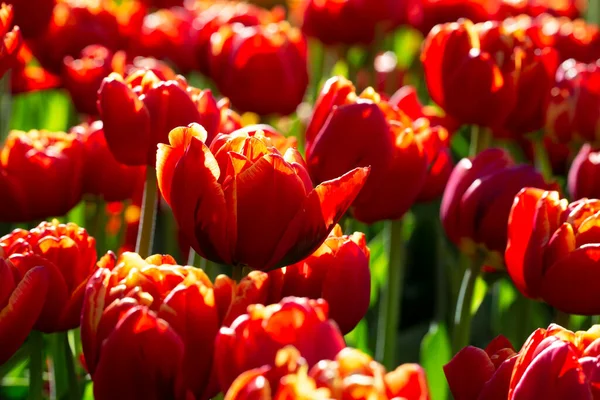 Czerwone Tulipany Wiosna Jasne Kwiaty Ogrodzie — Zdjęcie stockowe