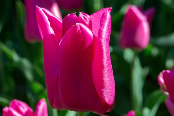 Mor Lale Yakın Plan Bahçede Güzel Bahar Çiçekleri — Stok fotoğraf