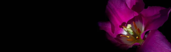 Beautiful Purple Tulip Black Background Banner Beautiful Flower — Stock Photo, Image